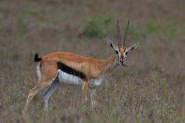 Gazelopka sawannowa - Eudorcas thomsonii - Thomson's gazelle