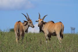 Eland - Taurotragus oryx - Eland