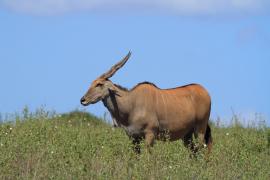 Eland - Taurotragus oryx - Eland