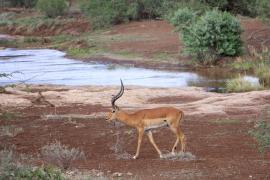 Impala zwyczajna - Aepyceros melampus - Impala