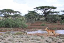 Impala zwyczajna - Aepyceros melampus - Impala