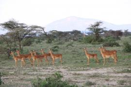 Impala zwyczajna - Aepyceros melampus - Impala