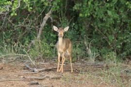 Dikdik sawannowy - Madoqua kirkii - Kirk's dikdik 