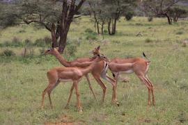 Gerenuk długoszyi - Litocranius walleri - Gerenuk
