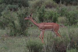 Gerenuk długoszyi - Litocranius walleri - Gerenuk