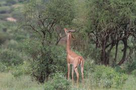 Gerenuk długoszyi - Litocranius walleri - Gerenuk