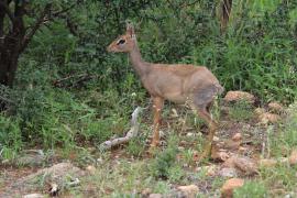 Dikdik sawannowy - Madoqua kirkii - Kirk's dikdik 