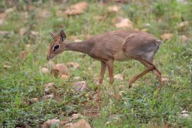 Dikdik sawannowy - Madoqua kirkii - Kirk's dikdik 