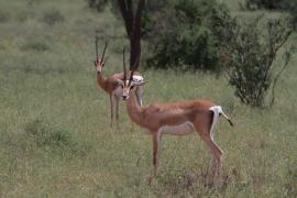 Gazela Granta - Nanger granti - Grant's gazelle 