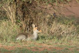 Dikdik sawannowy - Madoqua kirkii - Kirk's dikdik 