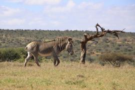 Zebra pręgowana - Equus grevyi - Grevy's zebra