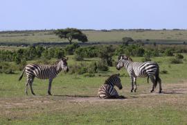 Zebra stepowa - Equus quagga - Common zebra