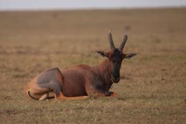 Sasebi właściwy - Damaliscus  lunatus - Topi