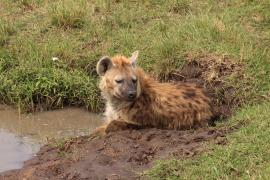 Krokuta cętkowana - Spotted hyaena