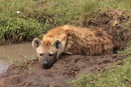 Krokuta cętkowana - Spotted hyaena