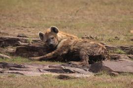 Krokuta cętkowana - Spotted hyaena