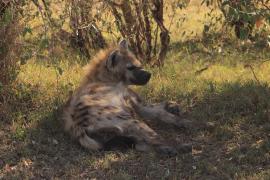 Krokuta cętkowana - Spotted hyaena