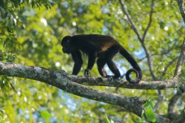 Wyjec płaszczowy - Alouatta palliata - Mantled Howler 