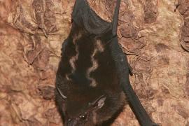 Długonosek amerykański - Rhynchonycterus naso - Proboscis bat