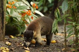 Ostronos białonosy - Nasua narica - White-nosed coati