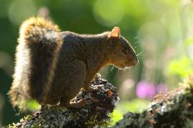 Wiewiórka rudoogonowa - Sciurus granatensis - Red-tailed squirrel