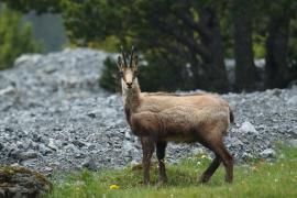 Kozica - Rupicapra rupicapra - Alpine chamois