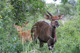 Niala grzywiasta - Tragelaphus angasii - Nyala 