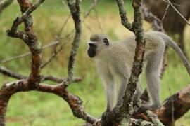 Kotawiec sawannowy - Chlorocebus pygerythrus - Vervet monkey