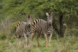 Zebra stepowa - Equus quagga - Common zebra