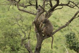 Pawian niedźwiedzi - Papio ursinus - Chacma baboon 