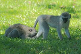 Kotawiec sawannowy - Chlorocebus pygerythrus - Vervet monkey