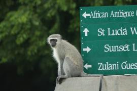 Kotawiec sawannowy - Chlorocebus pygerythrus - Vervet monkey