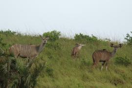 Kudu wielkie - Tragelaphus strepsiceros - Greater kudu
