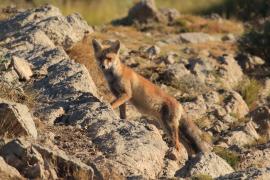 Lis - Vulpes vulpes - Red fox 