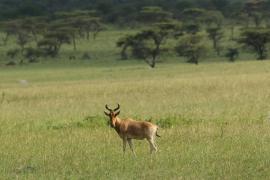 Bawolec krowi - Alcelaphus buselaphus - Hartebeest