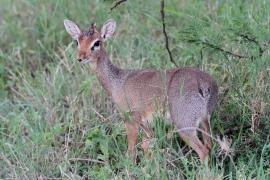 Dikdik sawannowy - Madoqua kirkii - Kirk's dikdik 