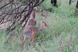 Dikdik sawannowy - Madoqua kirkii - Kirk's dikdik 