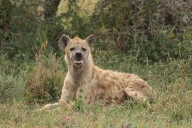 Krokuta cętkowana - Spotted hyaena