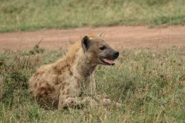 Krokuta cętkowana - Spotted hyaena