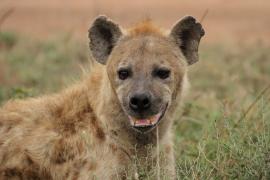 Krokuta cętkowana - Spotted hyaena