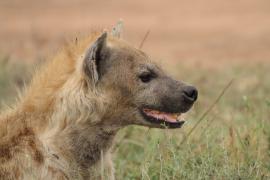 Krokuta cętkowana - Spotted hyaena