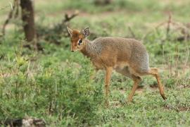 Dikdik sawannowy - Madoqua kirkii - Kirk's dikdik 