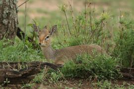 Dikdik sawannowy - Madoqua kirkii - Kirk's dikdik 