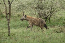 Krokuta cętkowana - Spotted hyaena