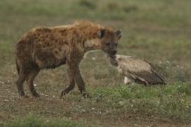 Krokuta cętkowana - Spotted hyaena