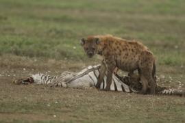 Krokuta cętkowana - Spotted hyaena