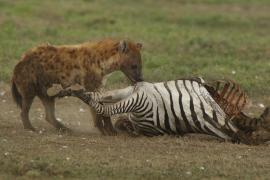Krokuta cętkowana - Spotted hyaena