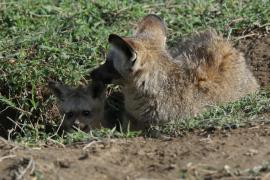 Otocjon wielkouchy - Otocyon megalotis  - Bat-eared fox 