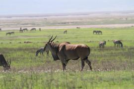 Eland - Taurotragus oryx - Eland