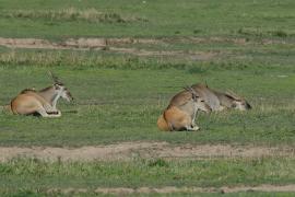 Eland - Taurotragus oryx - Eland